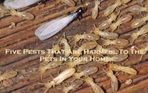 Five Pests That Are Harmful To The Pets In Your Home