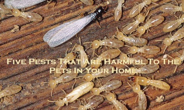 Five Pests That Are Harmful To The Pets In Your Home