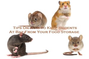 Tips On How To Keep Rodents At Bay From Your Food Storage