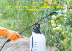 Top Tips To Keep Your Lawn Completely Pest-Free