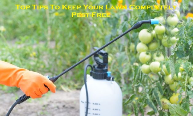 Top Tips To Keep Your Lawn Completely Pest-Free