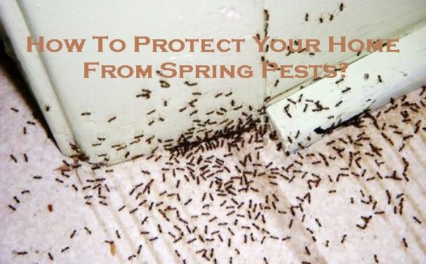 How To Protect Your Home From Spring Pests?