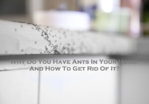 Why Do You Have Ants In Your Home And How To Get Rid Of It?