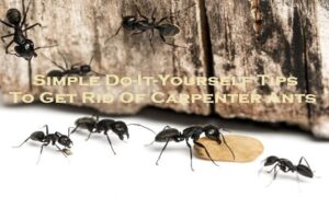 ant pest control Melbourne