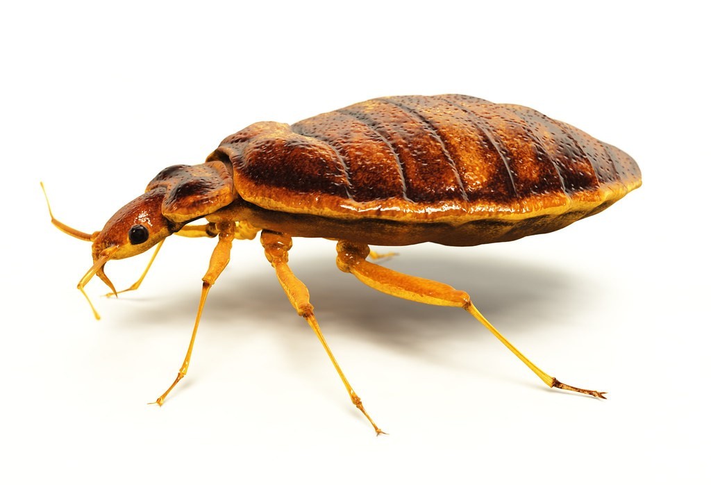 BED BUGS CONTROL