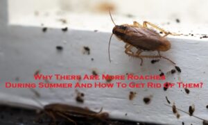 cockroach control Melbourne