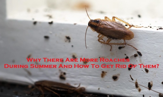 cockroach control Melbourne