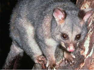 possum removal