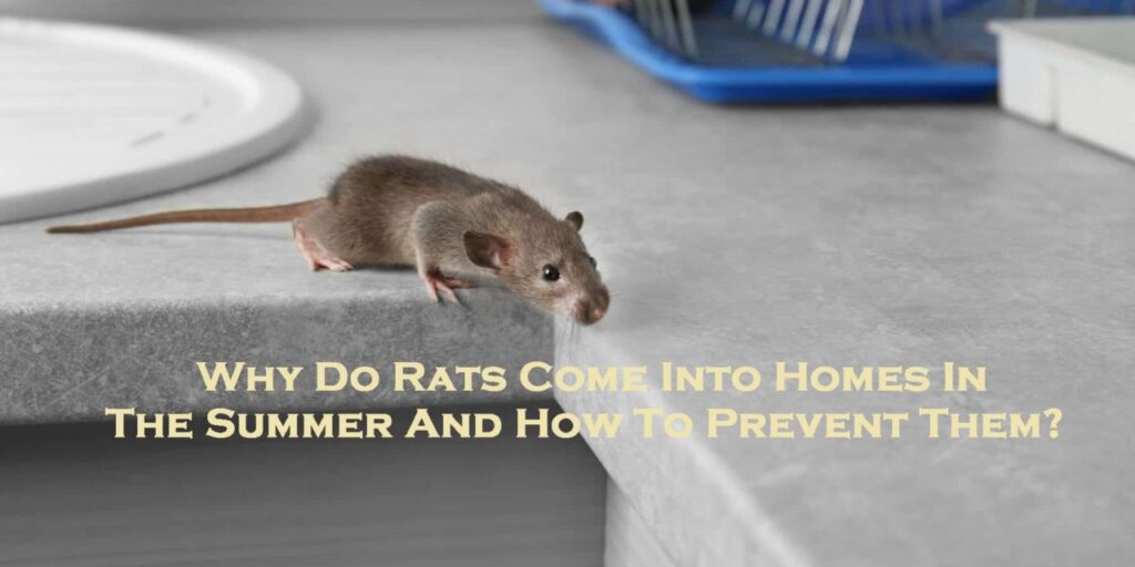 rat control melbourne