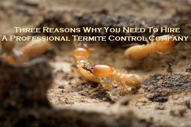 termite control melbourne