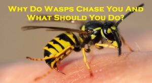 wasp nest removal melbourne