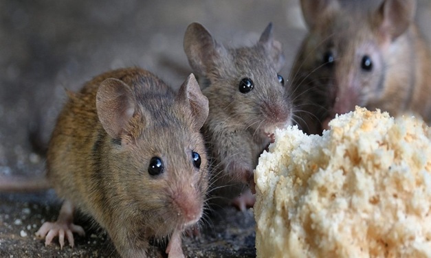 rat control Melbourne