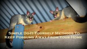 possum removal melbourne