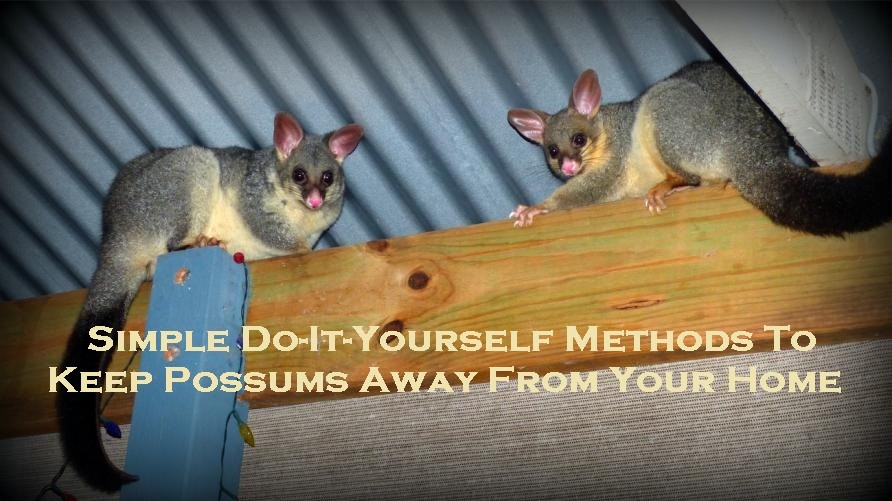 possum removal melbourne
