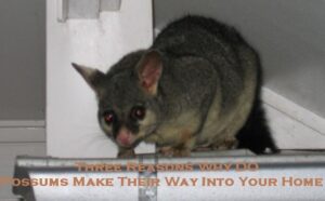 possum control melbourne