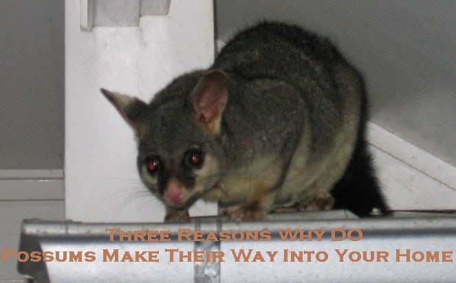 possum control melbourne