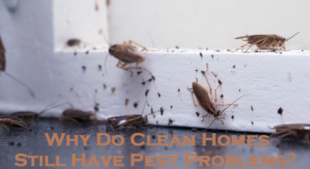 pest control melbourne