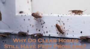 pest control melbourne