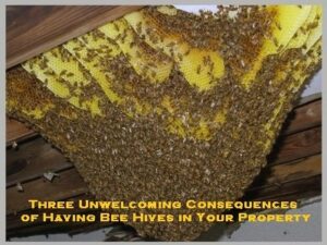 bee removal melbourne