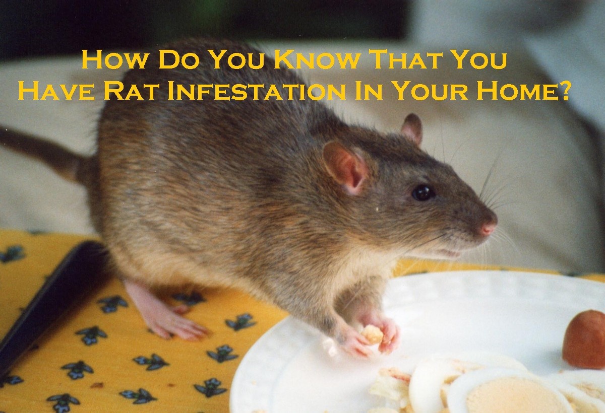 How Do You Know That You Have Rat Infestation In Your Home? | Enviro ...