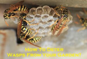 wasp control melbourne