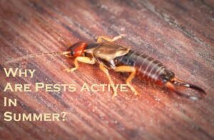 pest control melbourne