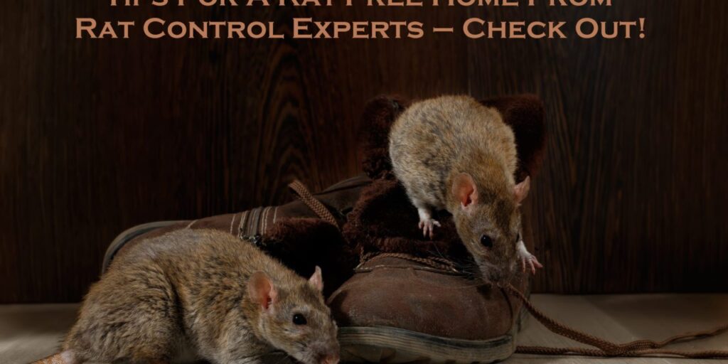 rat removal Melbourne