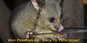 possum removal melbourne