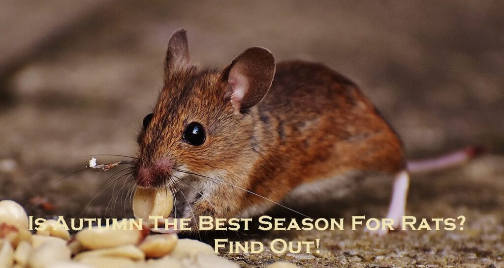 rat control Melbourne