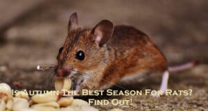 rat control Melbourne