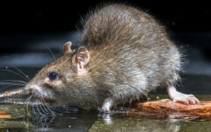 rat removal