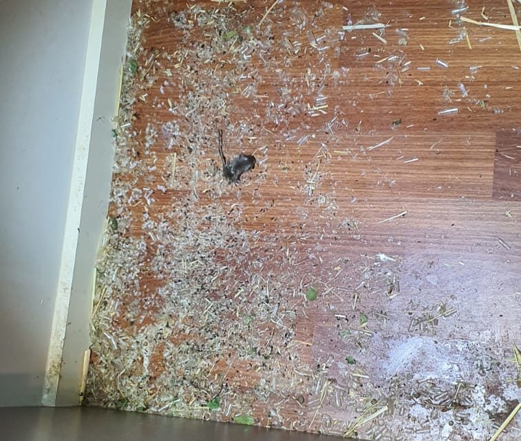 pest control Melbourne