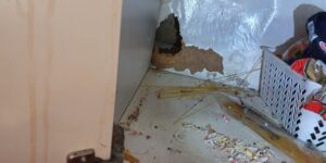 pest control Melbourne