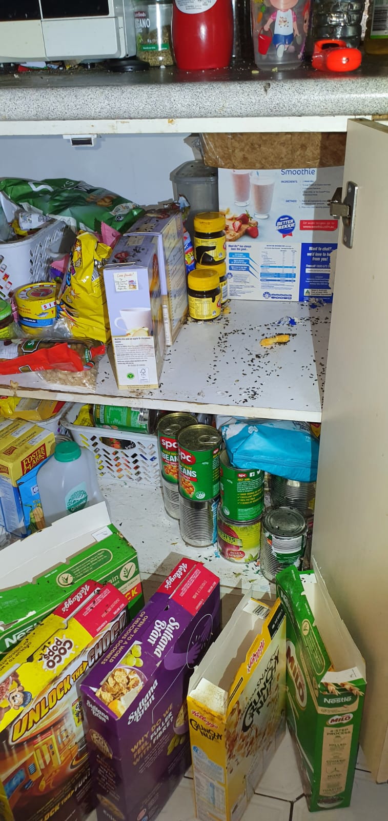 rats food source pantry