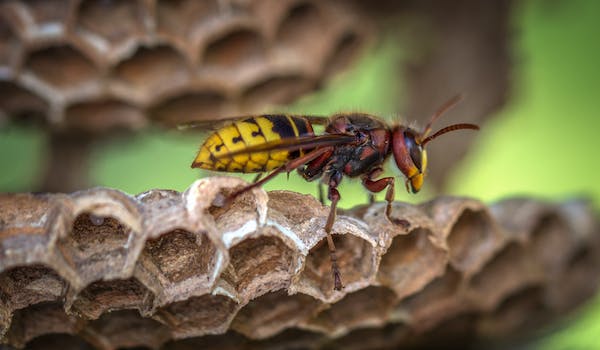 wasp control Melbourne