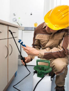 Wasps Removal Melbourne