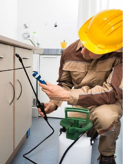 Wasps Removal Melbourne