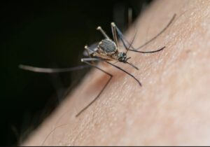 Mosquitoes and Midge Removal Melbourne