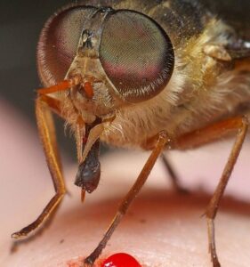 pest control Melbourne