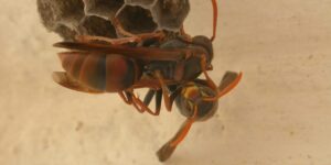 wasp nest removal Melbourne