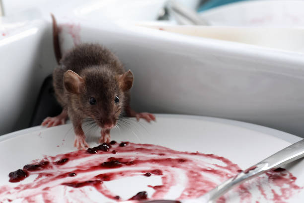 Why Do Mice And Rodents Visit Your Kitchen In Autumn?