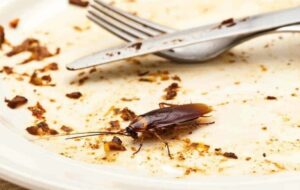 pest control Melbourne