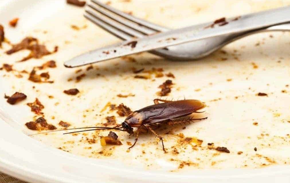 pest control Melbourne