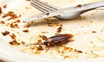 Can Cockroach Control Services Prevent Infestations?