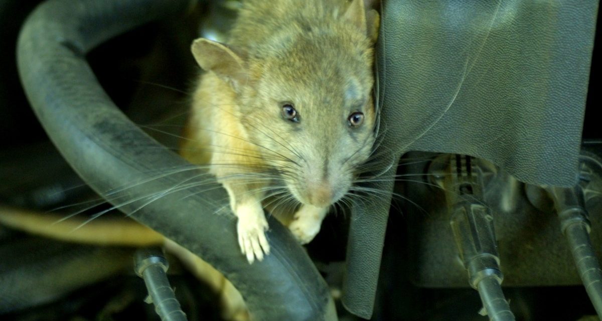 Rat Infestation Woes: The Costly Burden On Car Owners