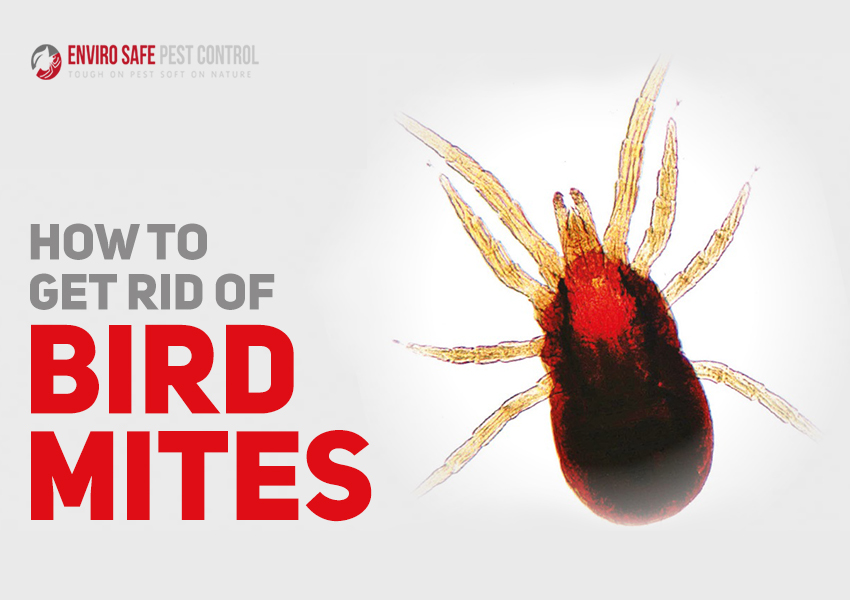 termite inspection Melbourne