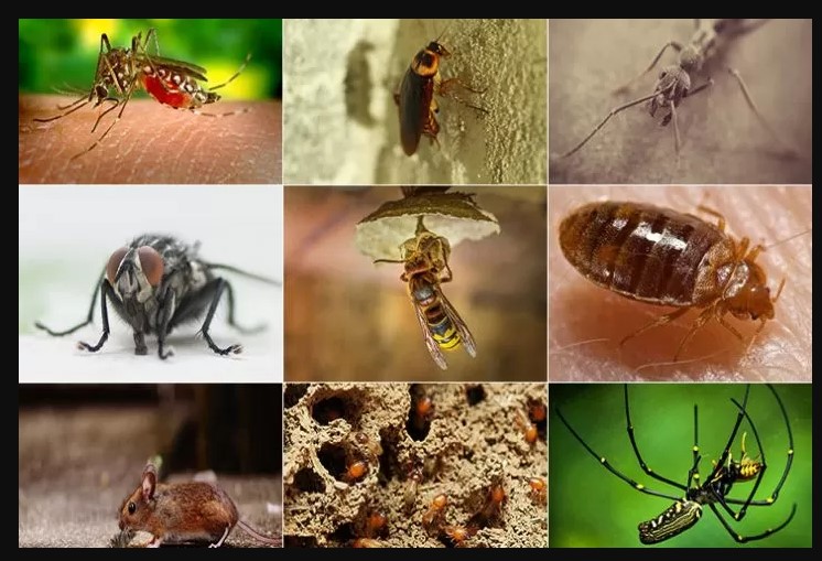 ant pest control Melbourne