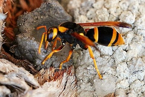 wasp control Melbourne