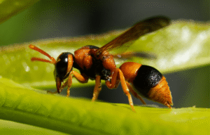 Australian Hornet Wasp