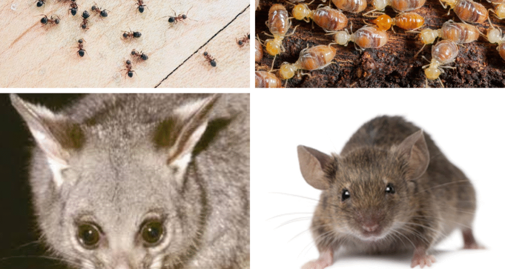 ant pest control Melbourne